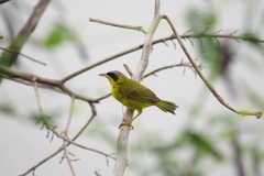 Geothlypis aequinoctialis