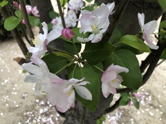 Malus micromalus