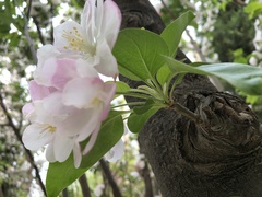 Malus micromalus