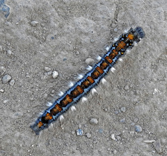 Malacosoma constricta