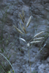 Bromus danthoniae