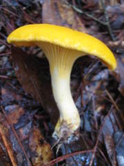 Cantharellus tenuithrix