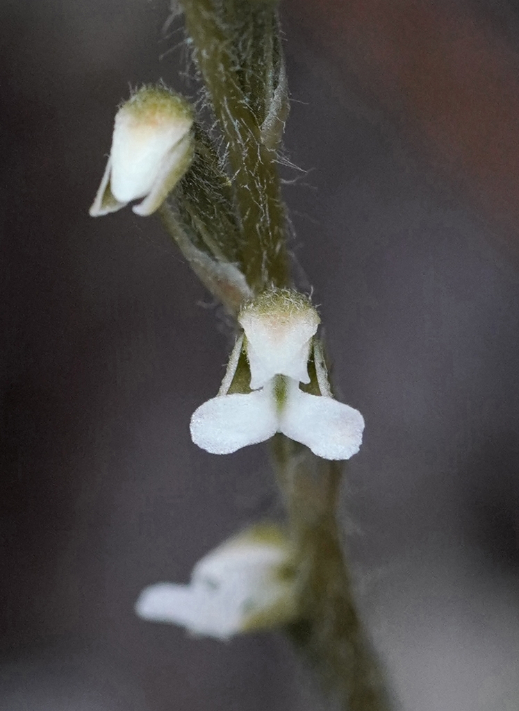 Zeuxine affinis