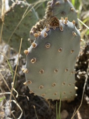 Opuntia basilaris brachyclada