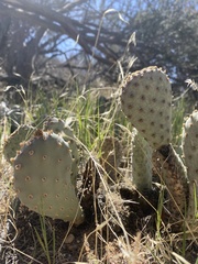 Opuntia basilaris brachyclada