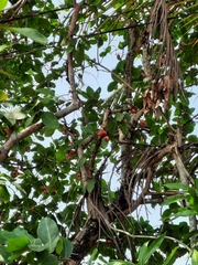 Syzygium aqueum