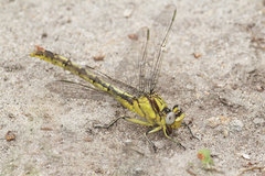 Arigomphus lentulus