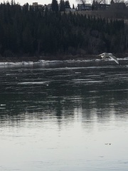 Larus delawarensis