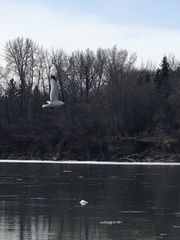 Larus delawarensis