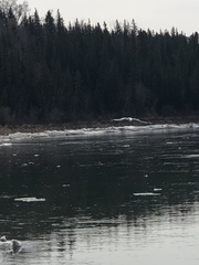 Larus delawarensis
