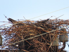 Corvus capensis capensis