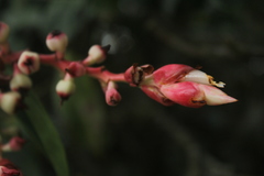 Cavendishia compacta