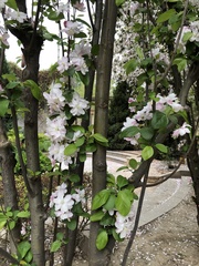 Malus micromalus