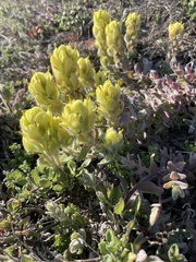 Castilleja mollis