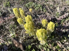 Castilleja mollis