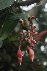 Cavendishia compacta