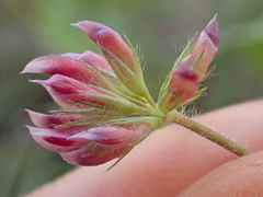 Trifolium bifidum