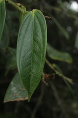 Cavendishia compacta