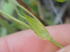 Trifolium bifidum