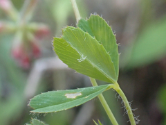 Trifolium bifidum