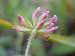 Trifolium bifidum