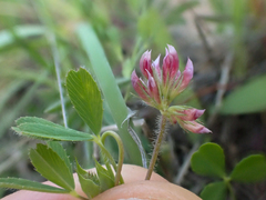 Trifolium bifidum