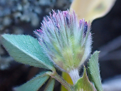 Trifolium albopurpureum