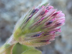 Trifolium albopurpureum