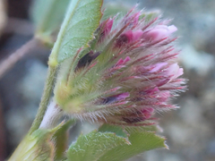 Trifolium albopurpureum