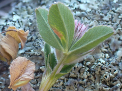 Trifolium albopurpureum