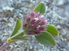 Trifolium albopurpureum