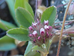Trifolium albopurpureum