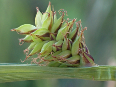 Carex serratodens