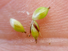 Carex serratodens