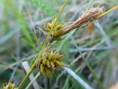 Carex serratodens