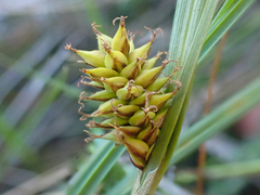 Carex serratodens