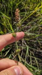 Carex serratodens