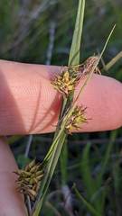 Carex serratodens
