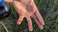 Carex serratodens