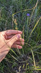 Carex serratodens