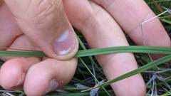 Carex serratodens
