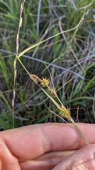 Carex serratodens