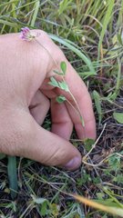 Trifolium bifidum