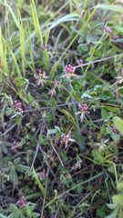 Trifolium bifidum
