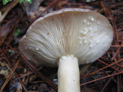 Lactarius cinereus
