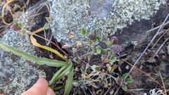Trifolium albopurpureum