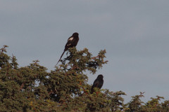 Lanius melanoleucus melanoleucus