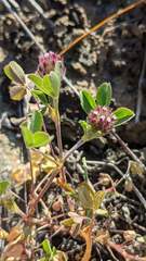 Trifolium albopurpureum