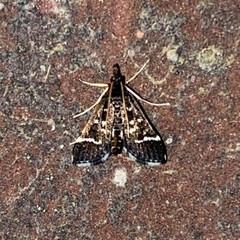Diasemiodes janassialis
