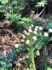 Petasites frigidus palmatus